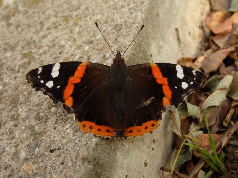 La confidente Vanessa atalanta